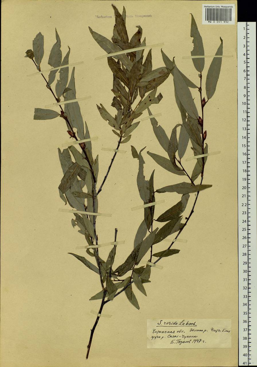 Salix rorida Lacksch., Siberia, Baikal & Transbaikal region (S4) (Russia)