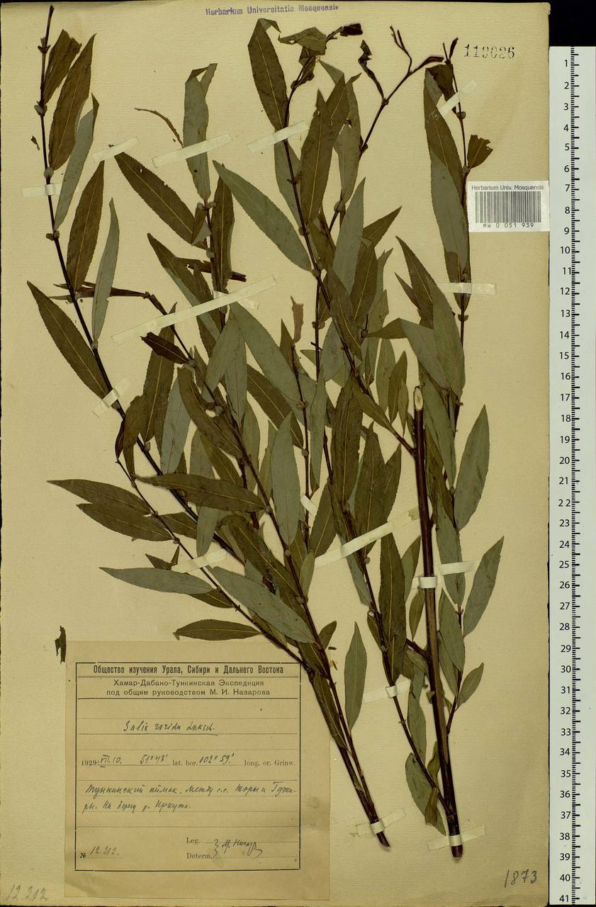 Salix rorida Lacksch., Siberia, Baikal & Transbaikal region (S4) (Russia)