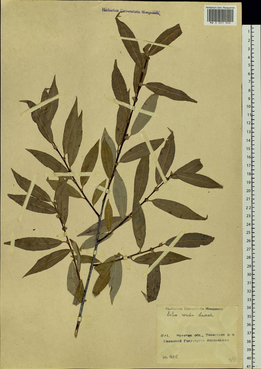 Salix rorida Laksch., Siberia, Baikal & Transbaikal region (S4) (Russia)