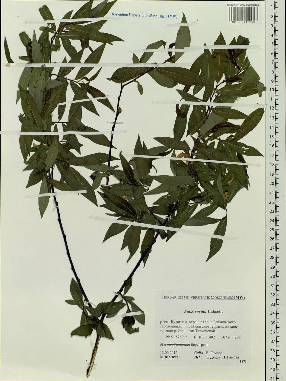 Salix rorida Lacksch., Siberia, Baikal & Transbaikal region (S4) (Russia)