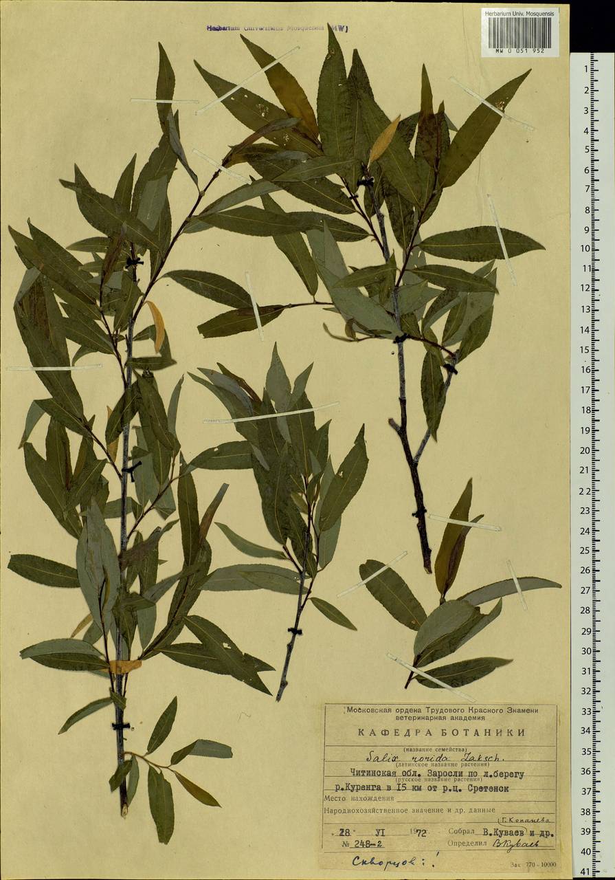 Salix rorida Lacksch., Siberia, Baikal & Transbaikal region (S4) (Russia)