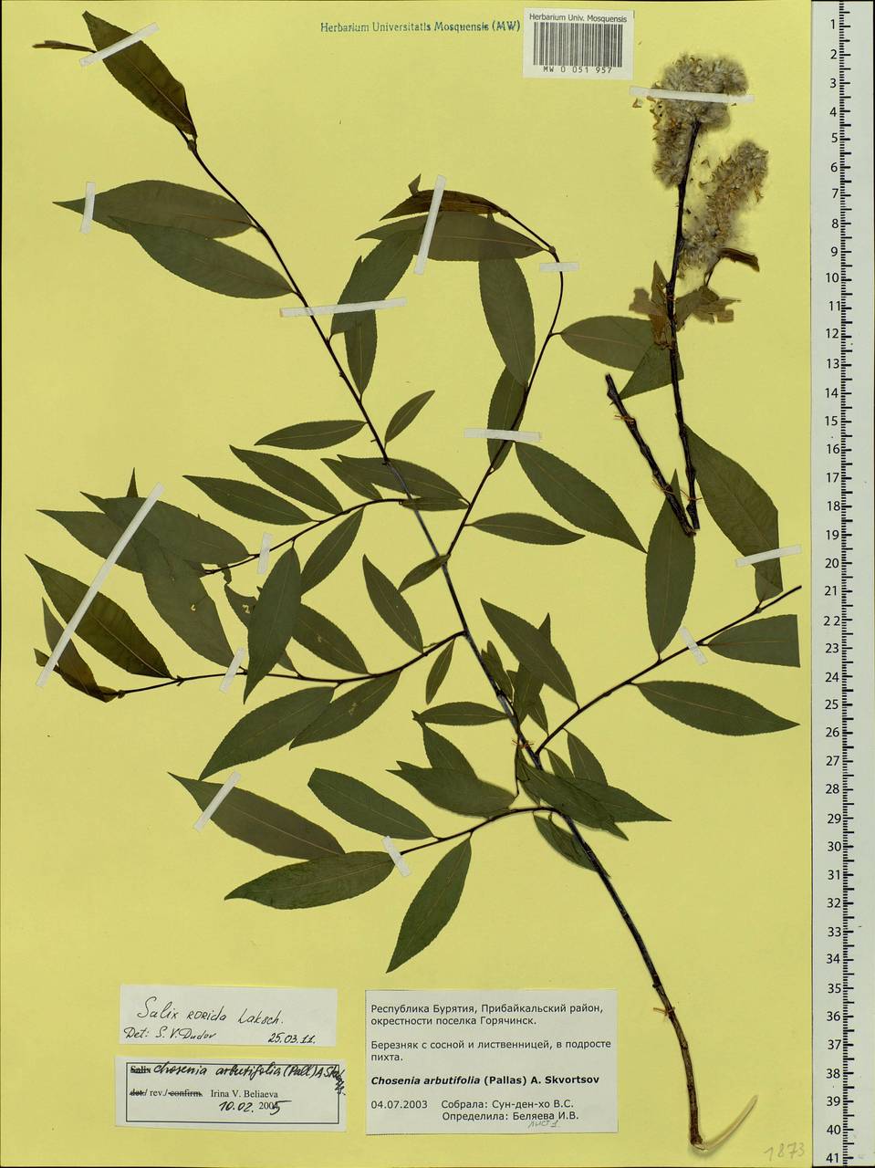 Salix rorida Laksch., Siberia, Baikal & Transbaikal region (S4) (Russia)