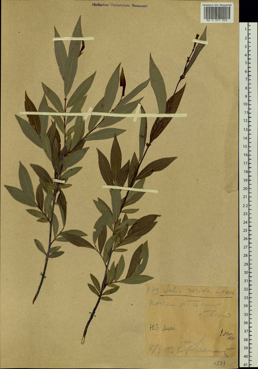 Salix rorida Laksch., Siberia, Western (Kazakhstan) Altai Mountains (S2a) (Kazakhstan)