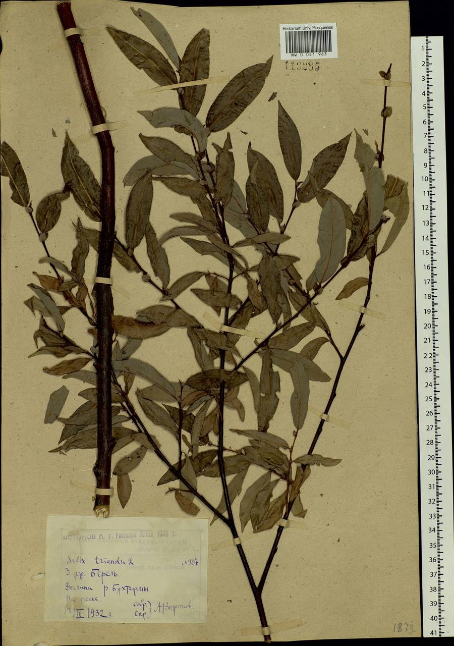 Salix rorida Lacksch., Siberia, Western (Kazakhstan) Altai Mountains (S2a) (Kazakhstan)