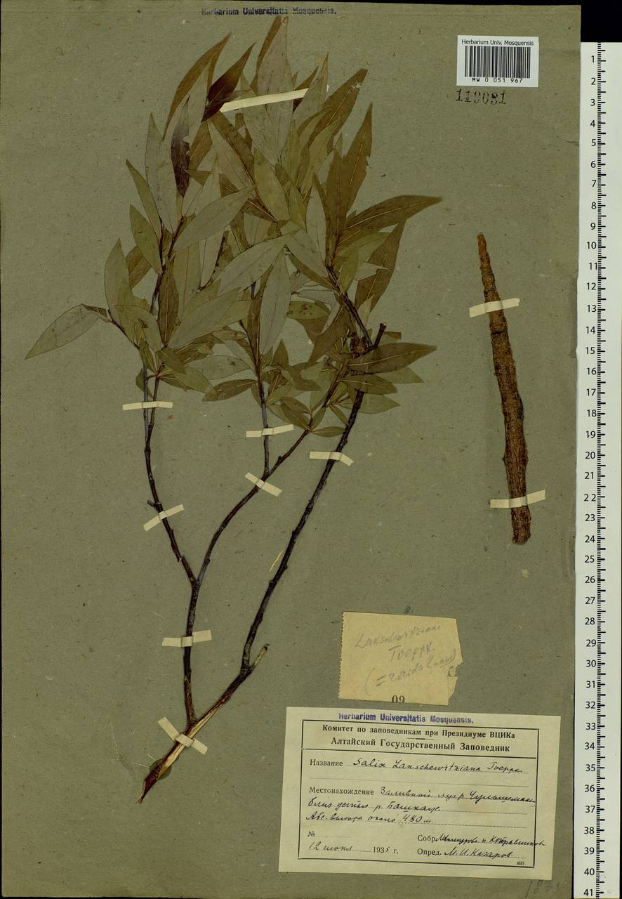 Salix rorida Lacksch., Siberia, Altai & Sayany Mountains (S2) (Russia)