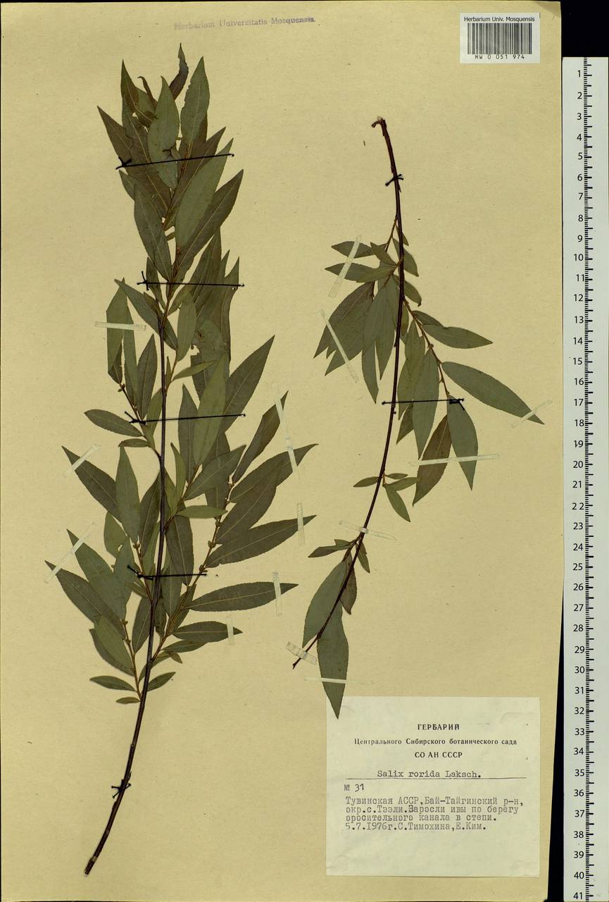 Salix rorida Lacksch., Siberia, Altai & Sayany Mountains (S2) (Russia)