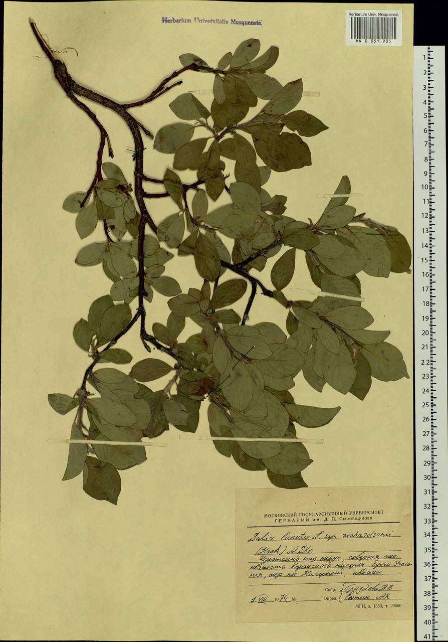 Salix richardsonii Hook., Siberia, Chukotka & Kamchatka (S7) (Russia)
