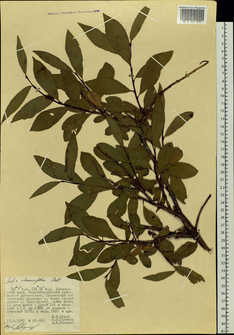 Salix rhamnifolia Pall., Siberia, Russian Far East (S6) (Russia)