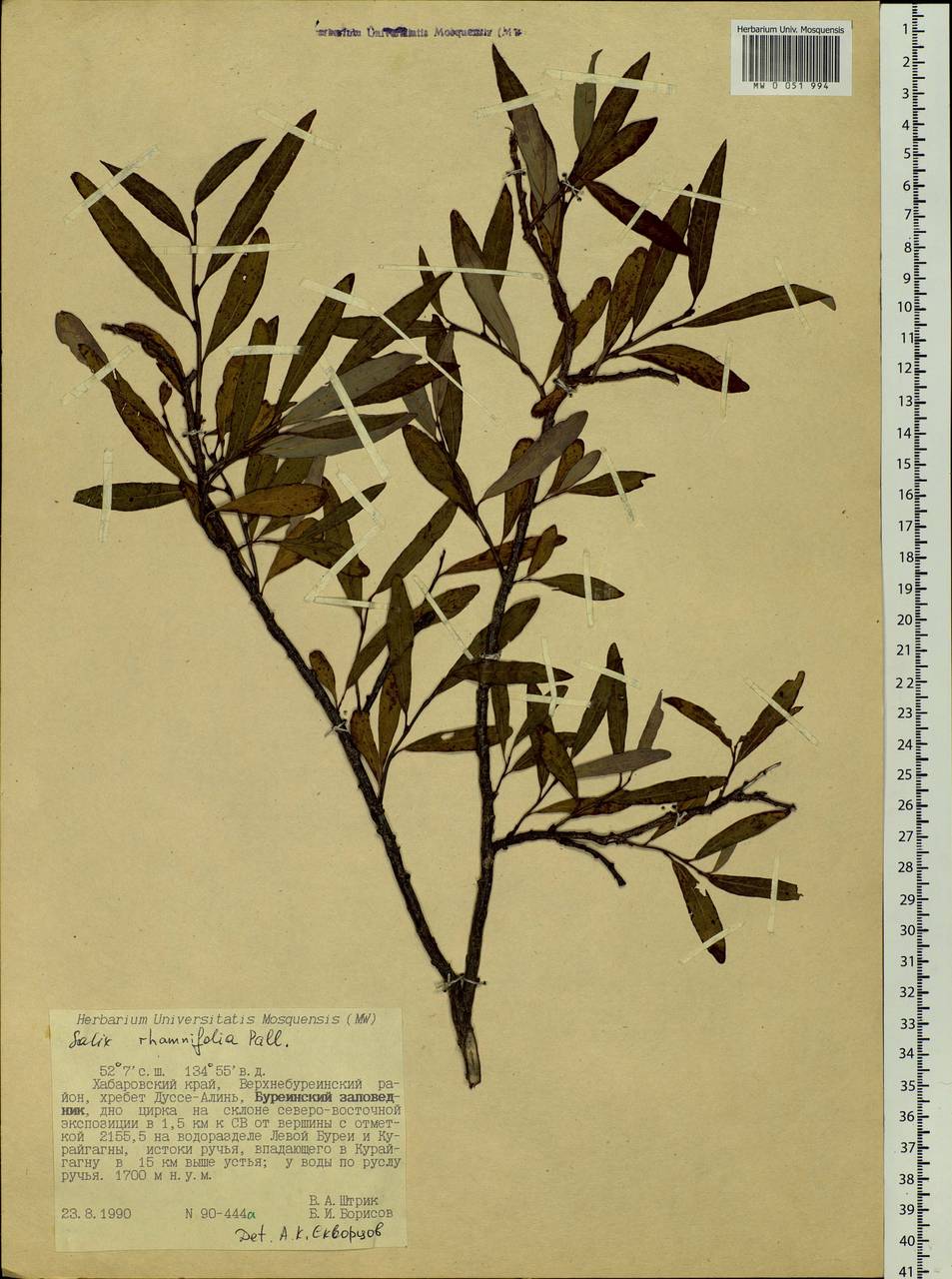 Salix rhamnifolia, Siberia, Russian Far East (S6) (Russia)