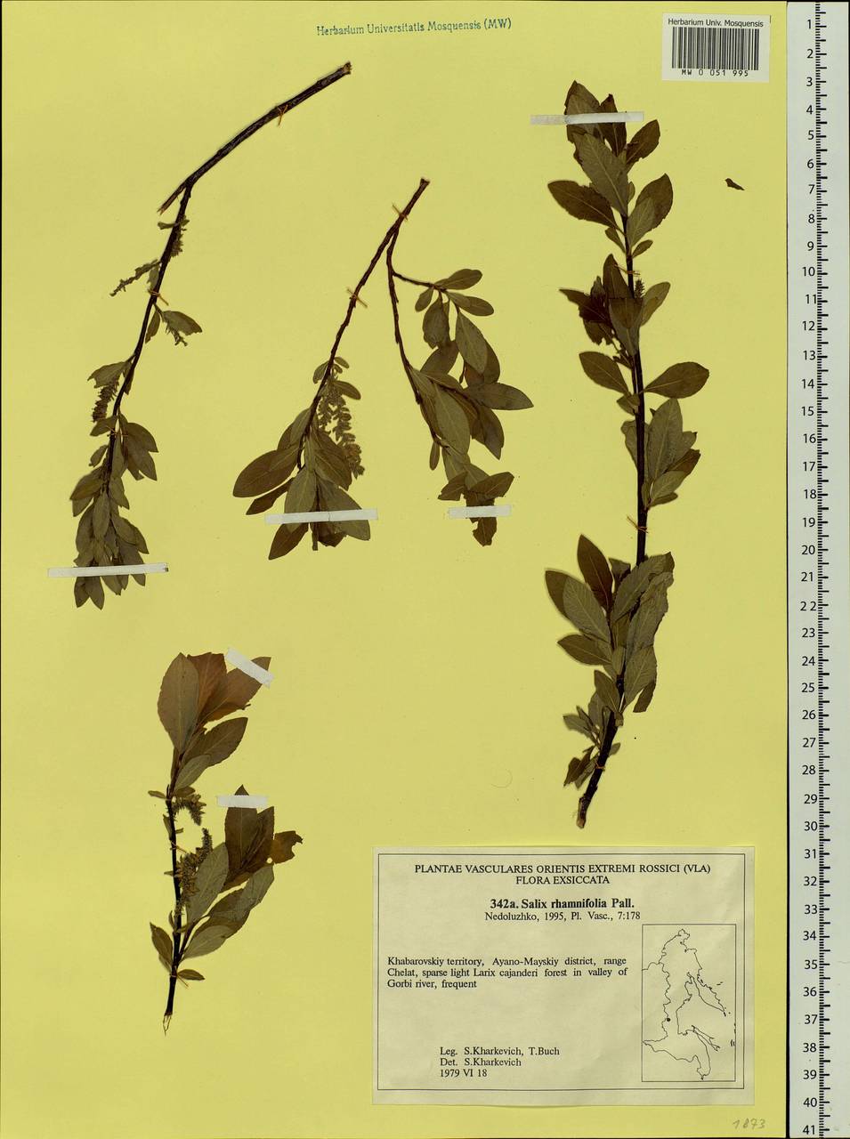 Salix rhamnifolia Pall., Siberia, Russian Far East (S6) (Russia)