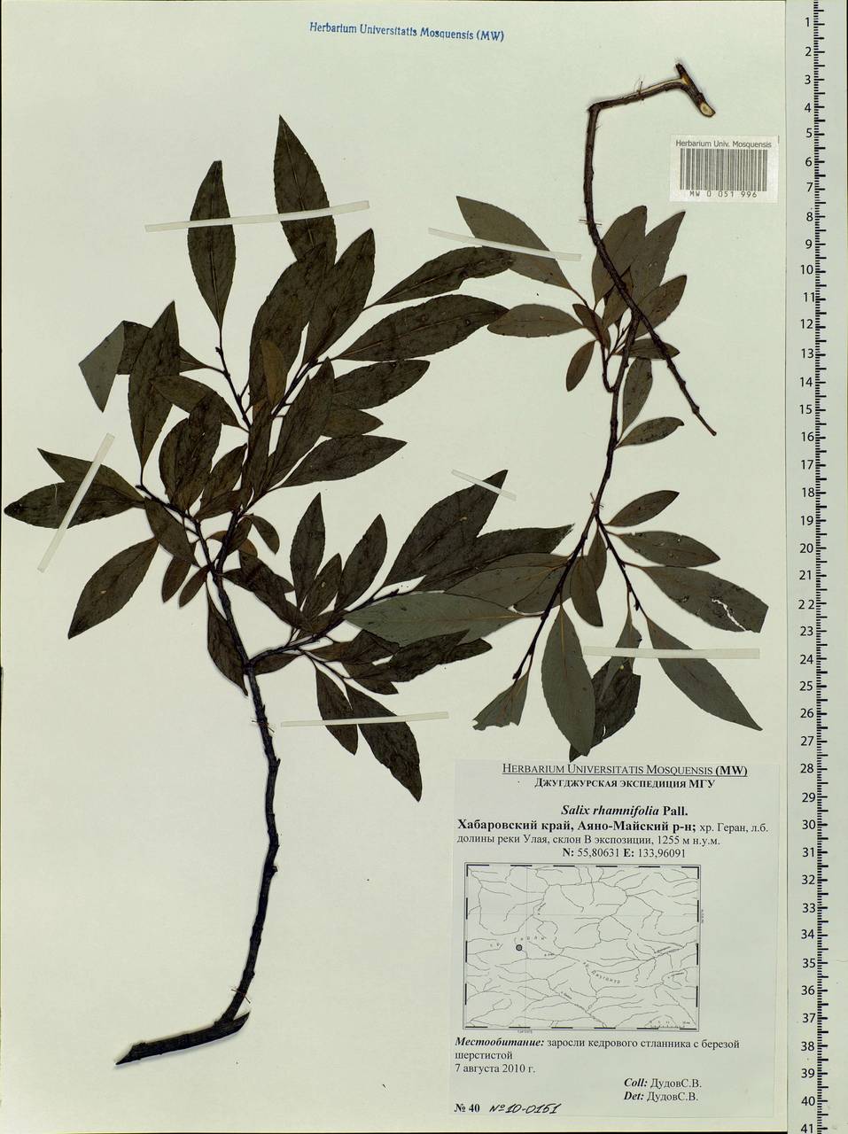 Salix rhamnifolia, Siberia, Russian Far East (S6) (Russia)