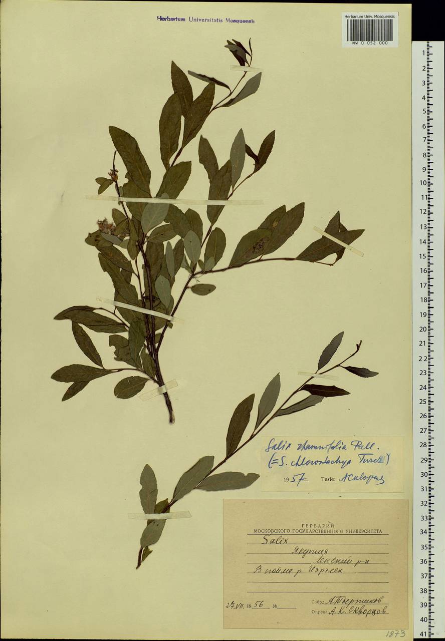 Salix rhamnifolia, Siberia, Yakutia (S5) (Russia)