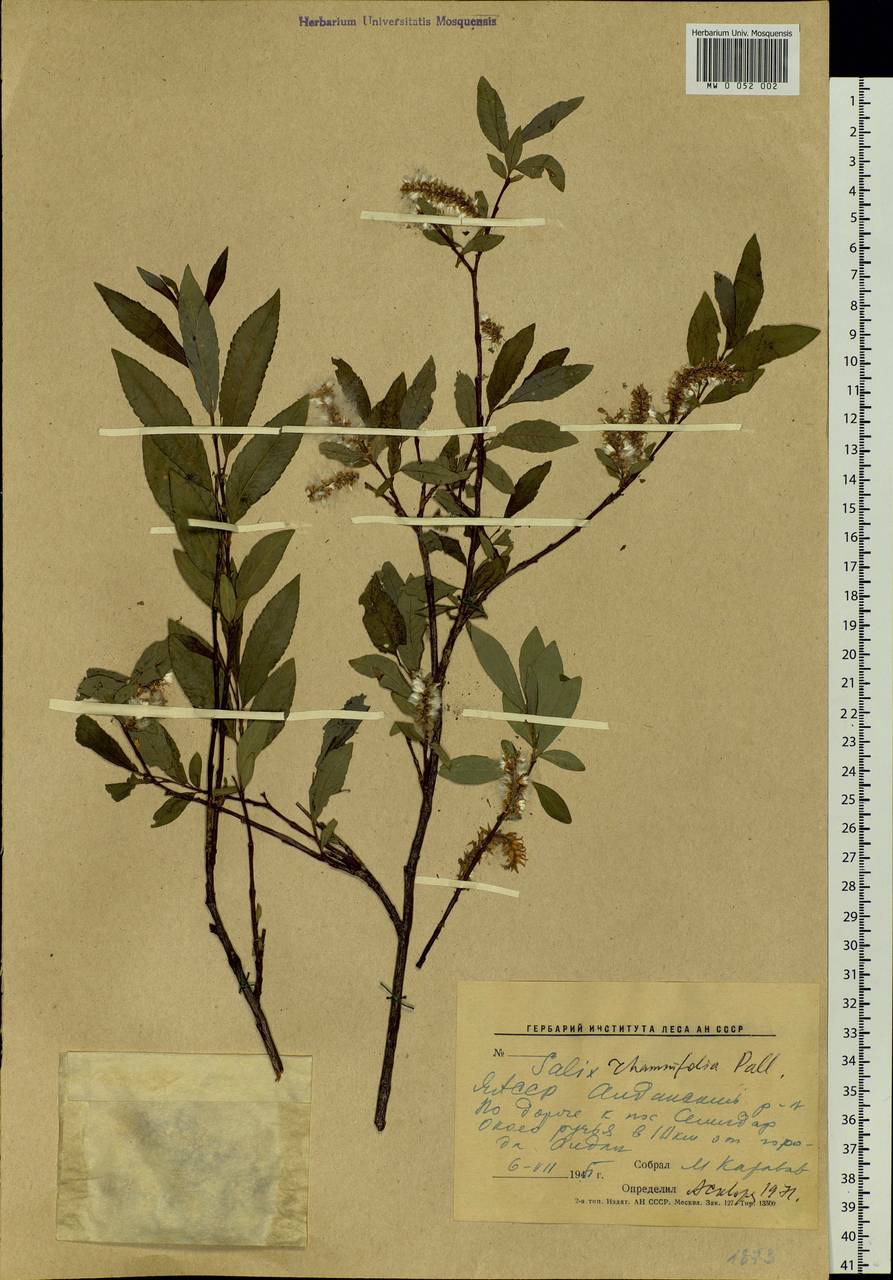 Salix rhamnifolia, Siberia, Yakutia (S5) (Russia)