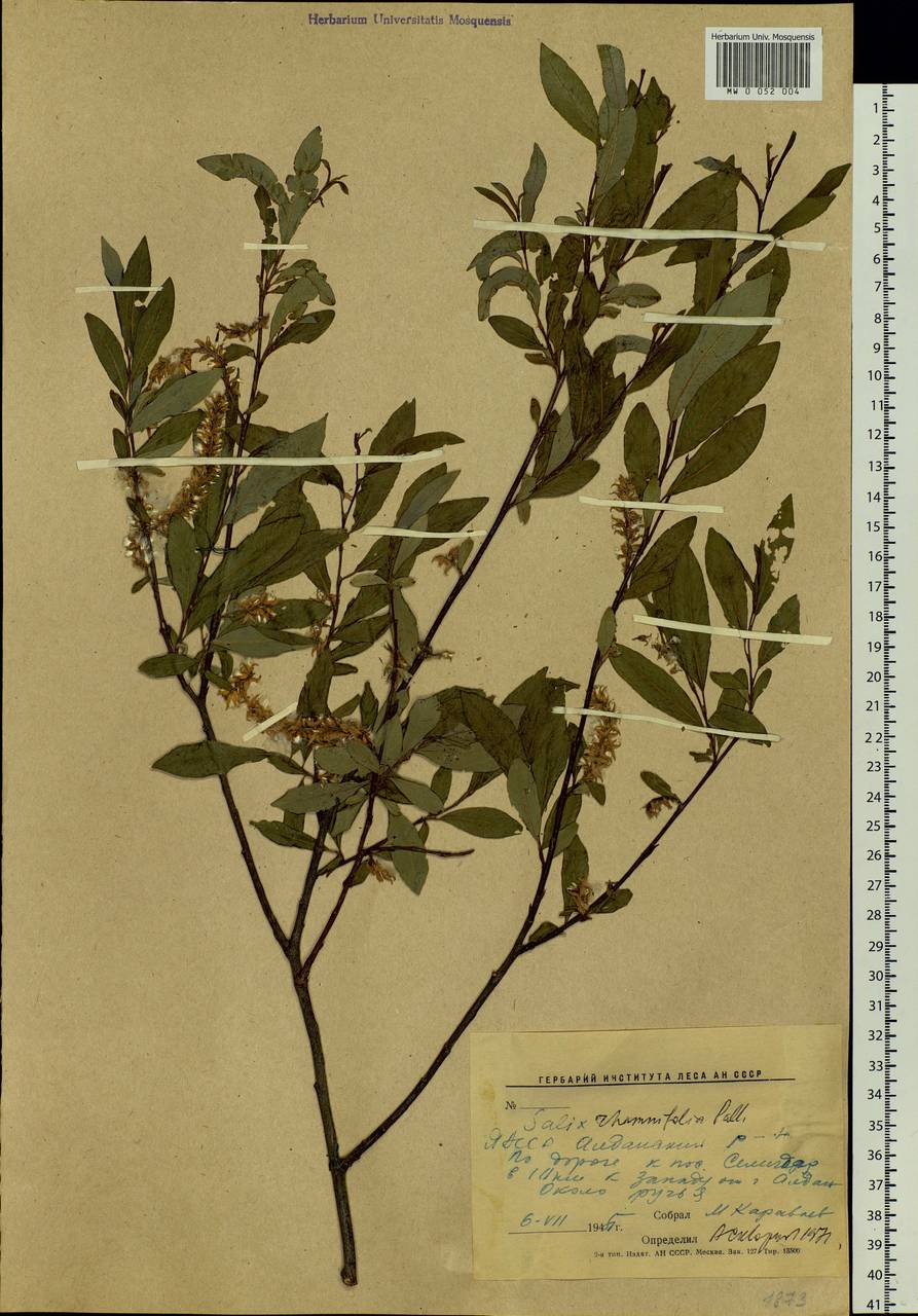 Salix rhamnifolia, Siberia, Yakutia (S5) (Russia)