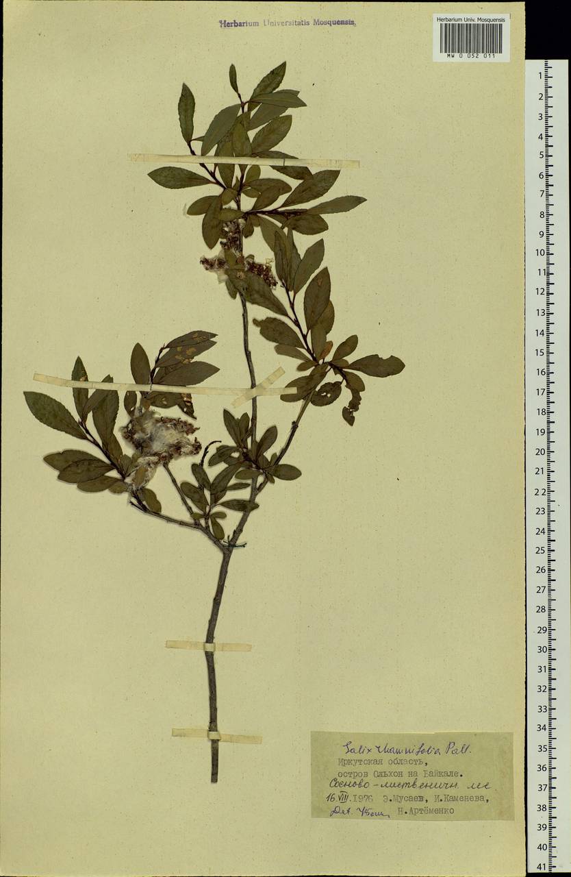 MW0052011, Salix rhamnifolia (Ива жестеролистная), specimen Salix rhamnifolia, Siberia, Baikal & Transbaikal region (S4) (Russia)