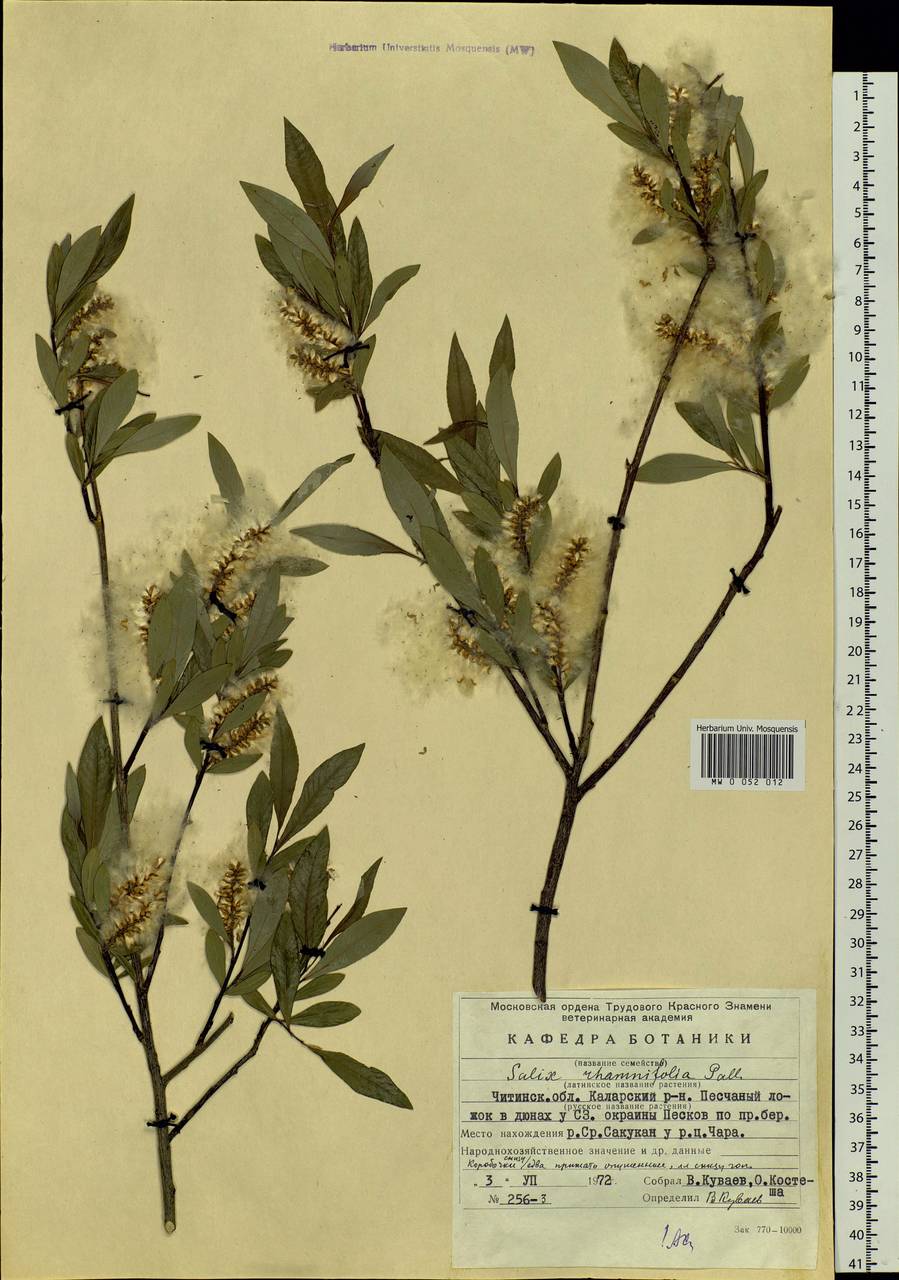 Salix rhamnifolia, Siberia, Baikal & Transbaikal region (S4) (Russia)