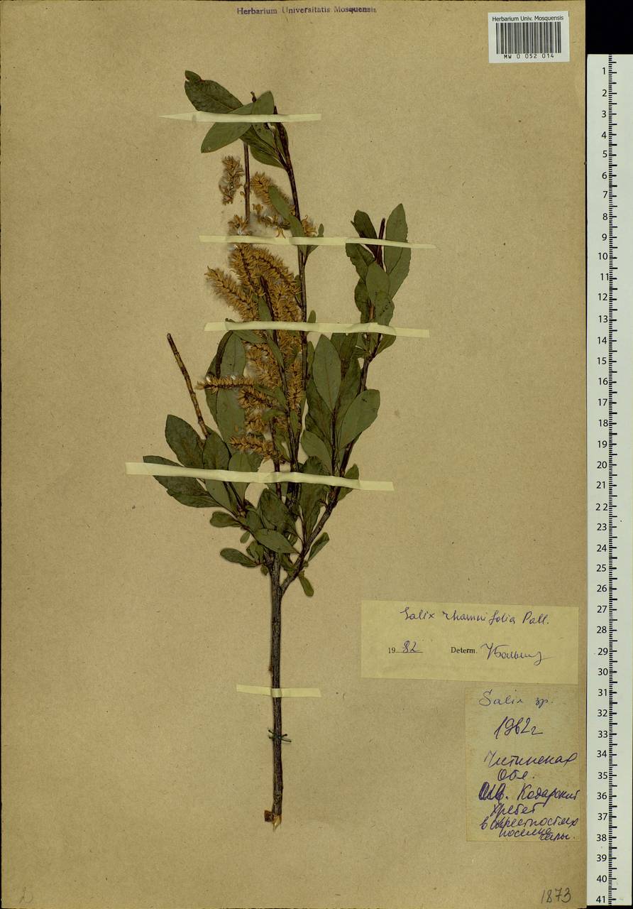 Salix rhamnifolia Pall., Siberia, Baikal & Transbaikal region (S4) (Russia)