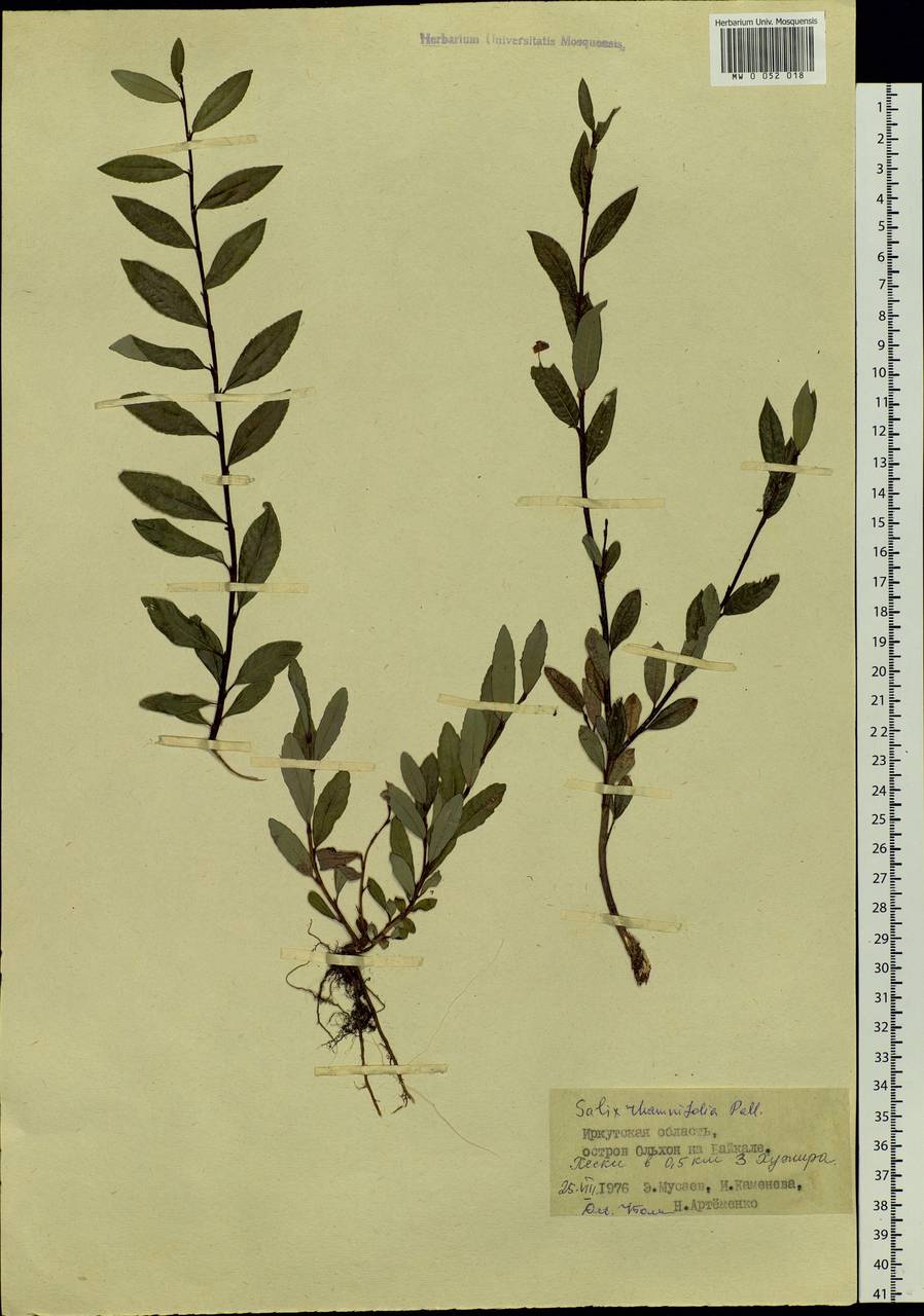 Salix rhamnifolia Pall., Siberia, Baikal & Transbaikal region (S4) (Russia)