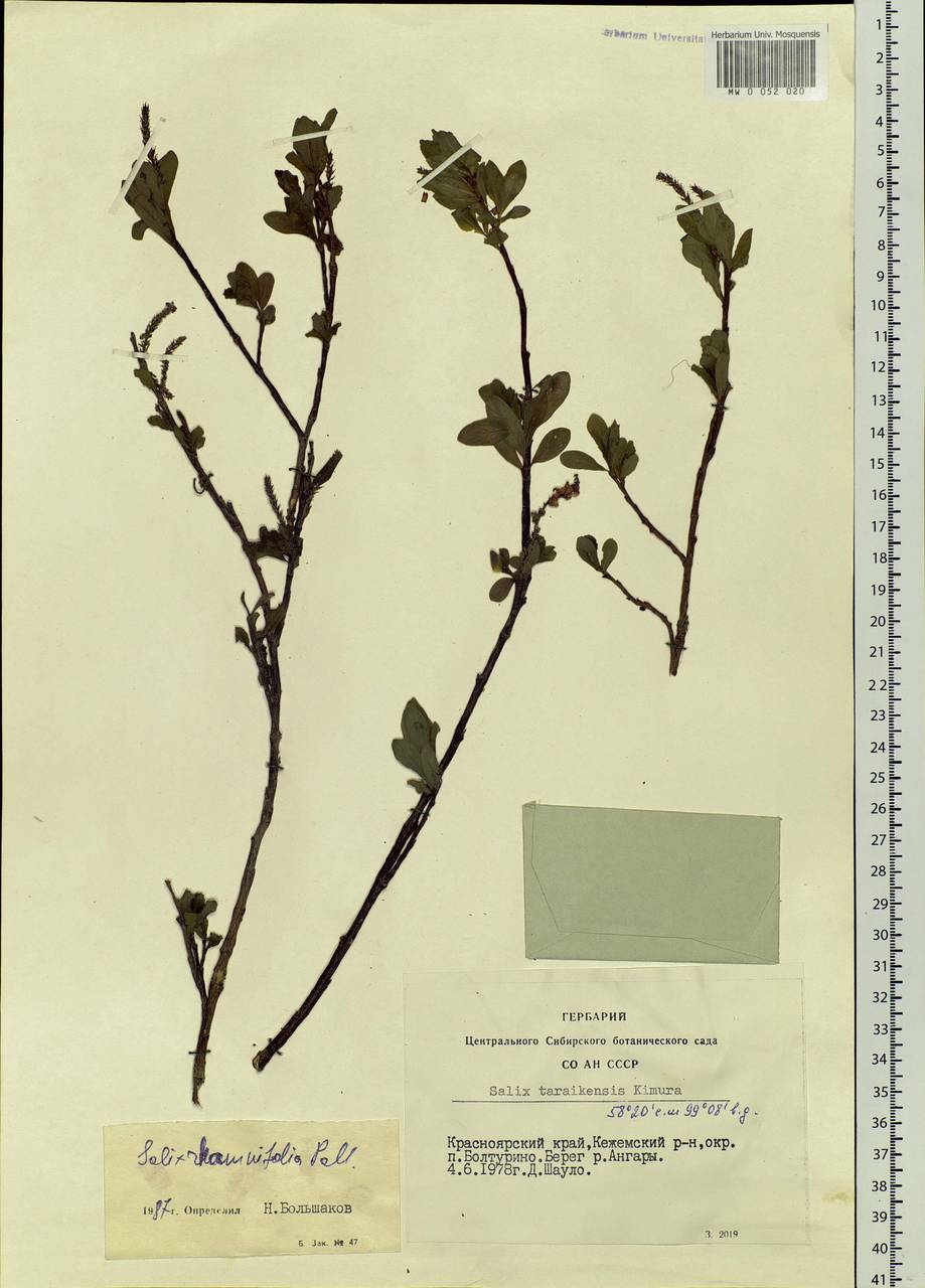 Salix rhamnifolia, Siberia, Central Siberia (S3) (Russia)