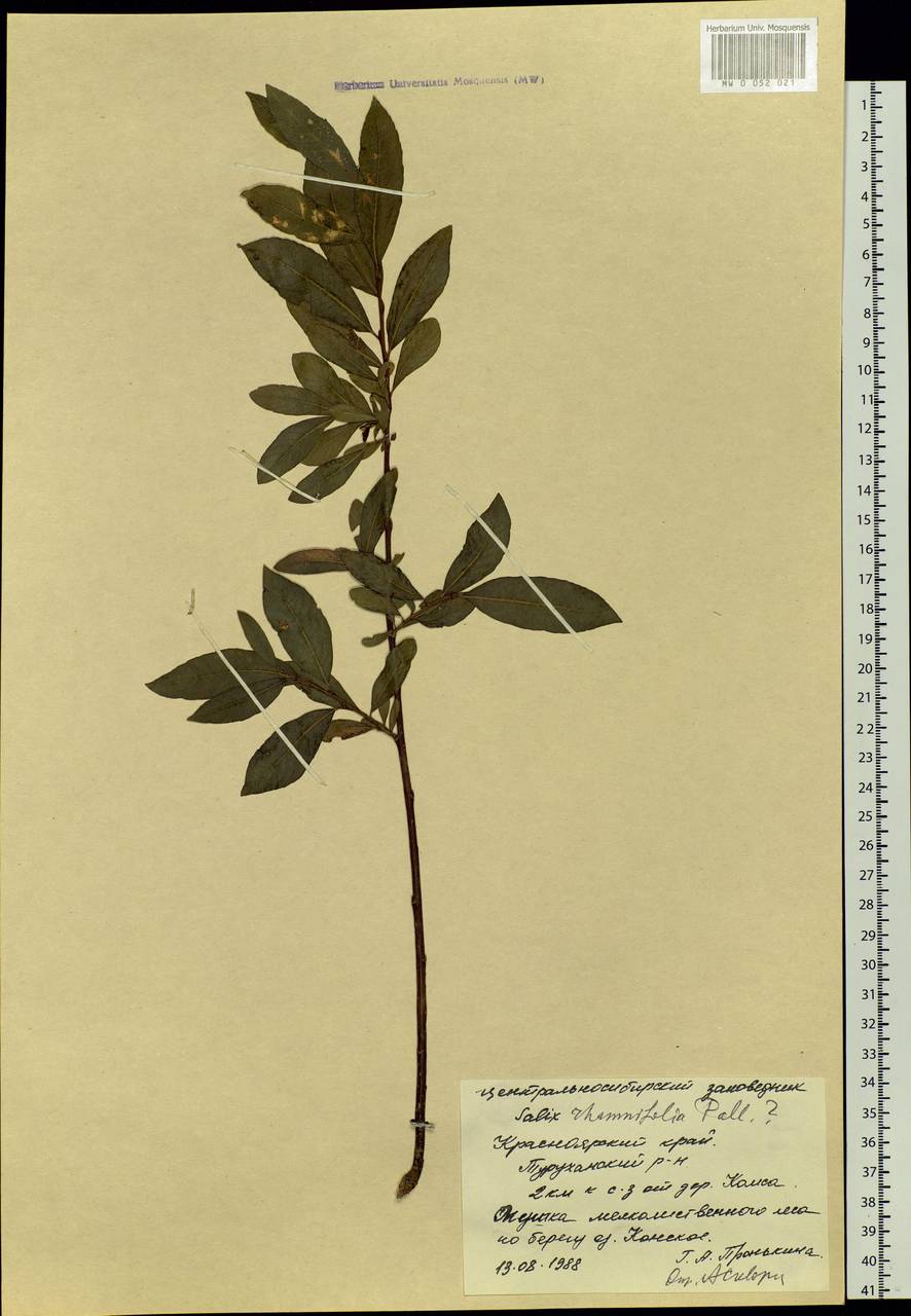 Salix rhamnifolia, Siberia, Central Siberia (S3) (Russia)