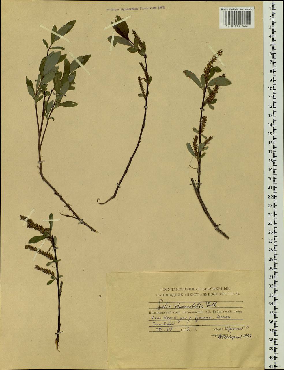 Salix rhamnifolia Pall., Siberia, Central Siberia (S3) (Russia)