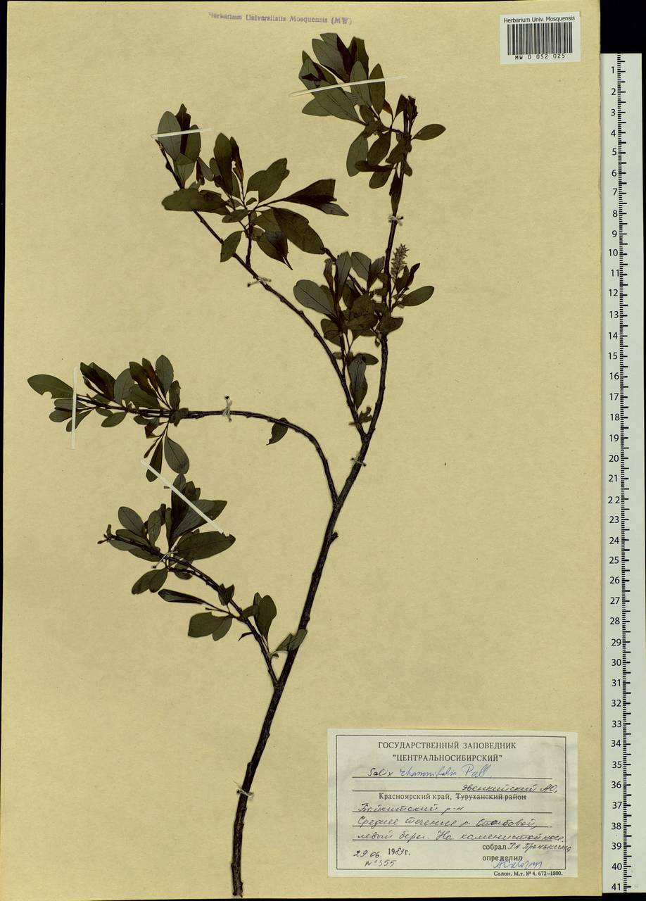 Salix rhamnifolia, Siberia, Central Siberia (S3) (Russia)