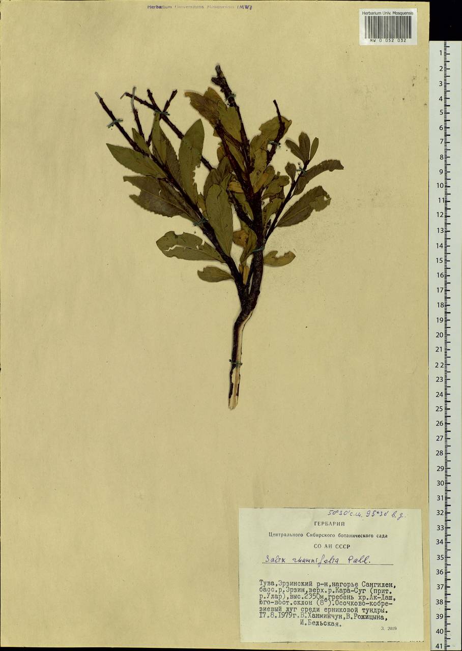 Salix rhamnifolia, Siberia, Altai & Sayany Mountains (S2) (Russia)