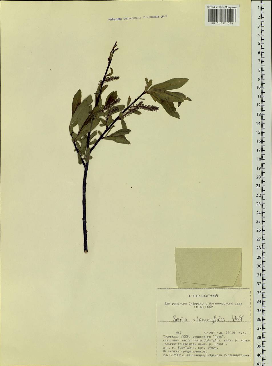 Salix rhamnifolia, Siberia, Altai & Sayany Mountains (S2) (Russia)