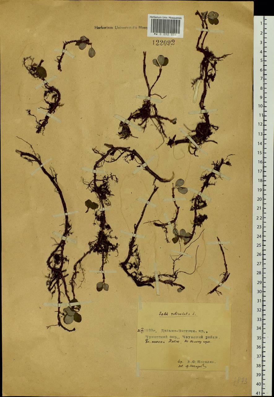 Salix reticulata, Siberia, Chukotka & Kamchatka (S7) (Russia)