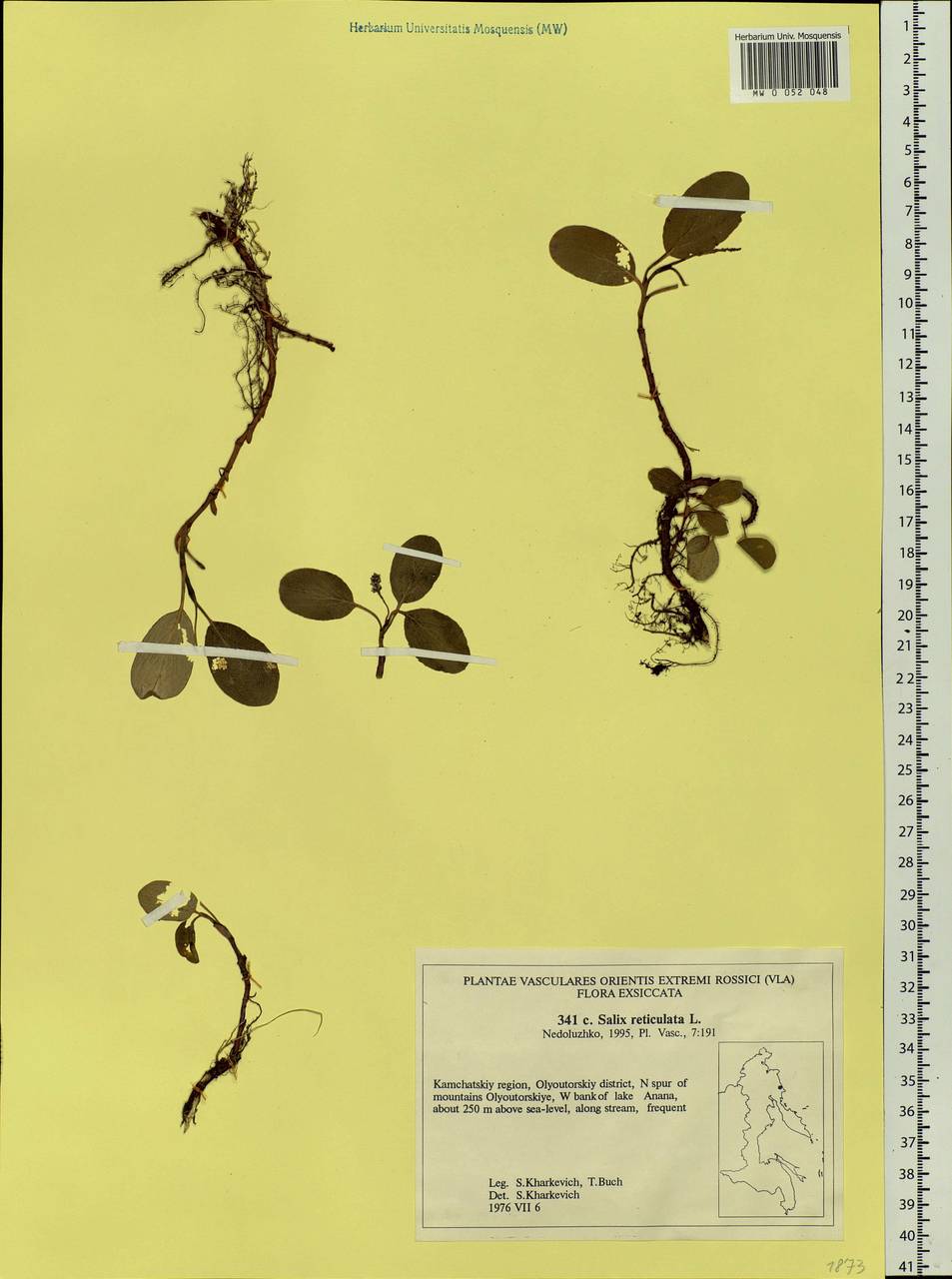 Salix reticulata, Siberia, Chukotka & Kamchatka (S7) (Russia)