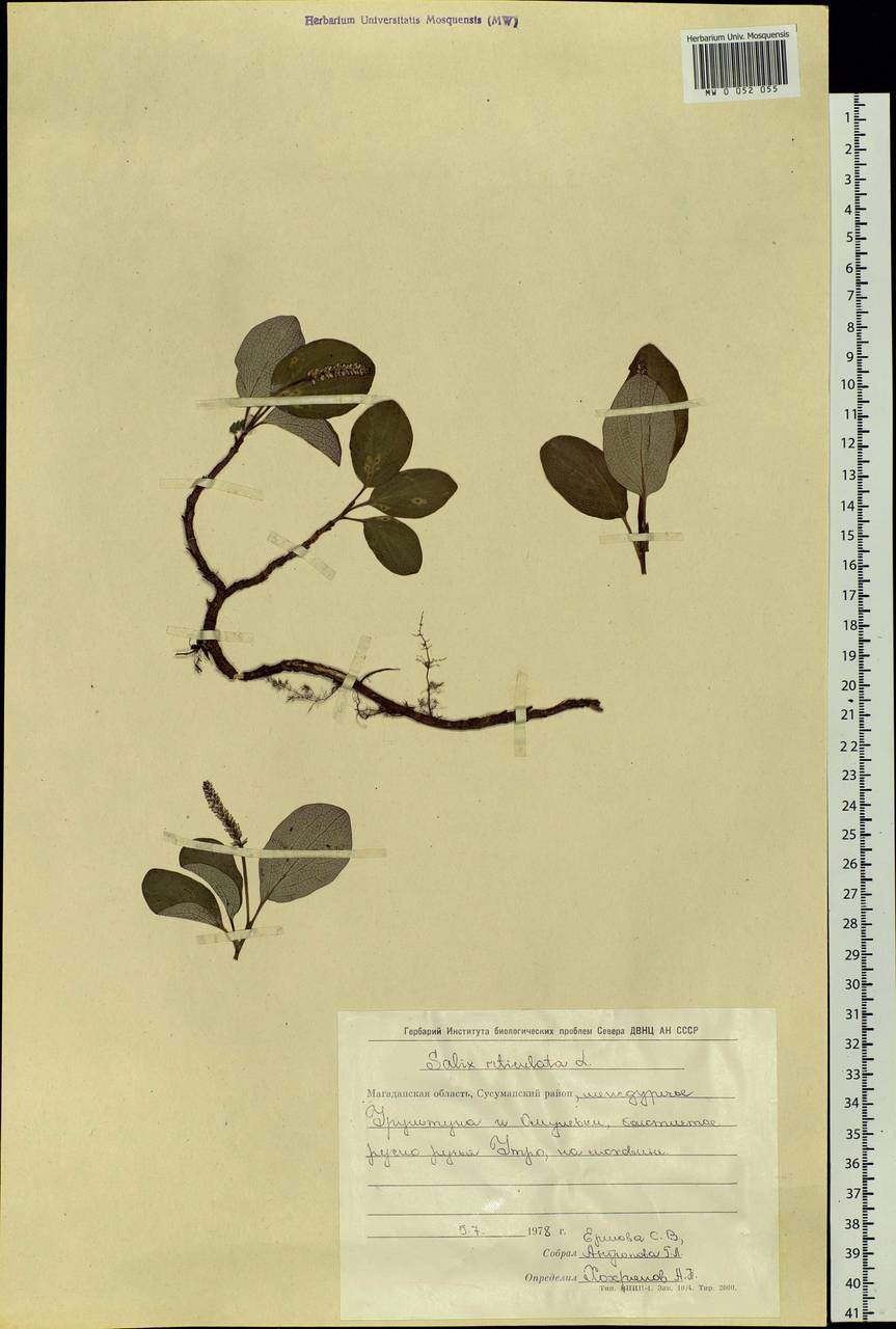 Salix reticulata, Siberia, Chukotka & Kamchatka (S7) (Russia)