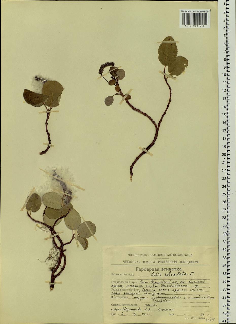 Salix reticulata, Siberia, Chukotka & Kamchatka (S7) (Russia)