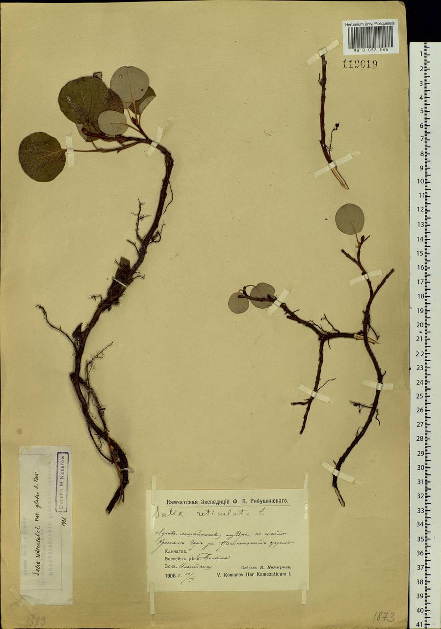 Salix reticulata, Siberia, Chukotka & Kamchatka (S7) (Russia)