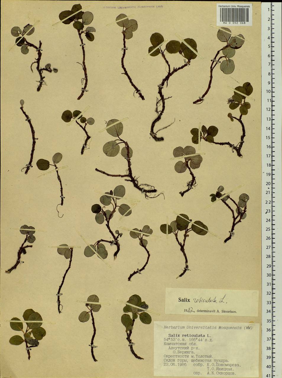 Salix reticulata, Siberia, Chukotka & Kamchatka (S7) (Russia)