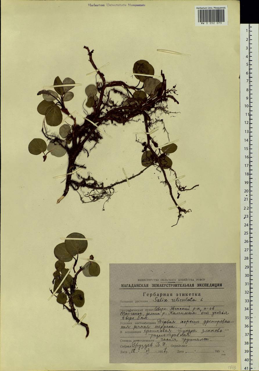 Salix reticulata, Siberia, Chukotka & Kamchatka (S7) (Russia)