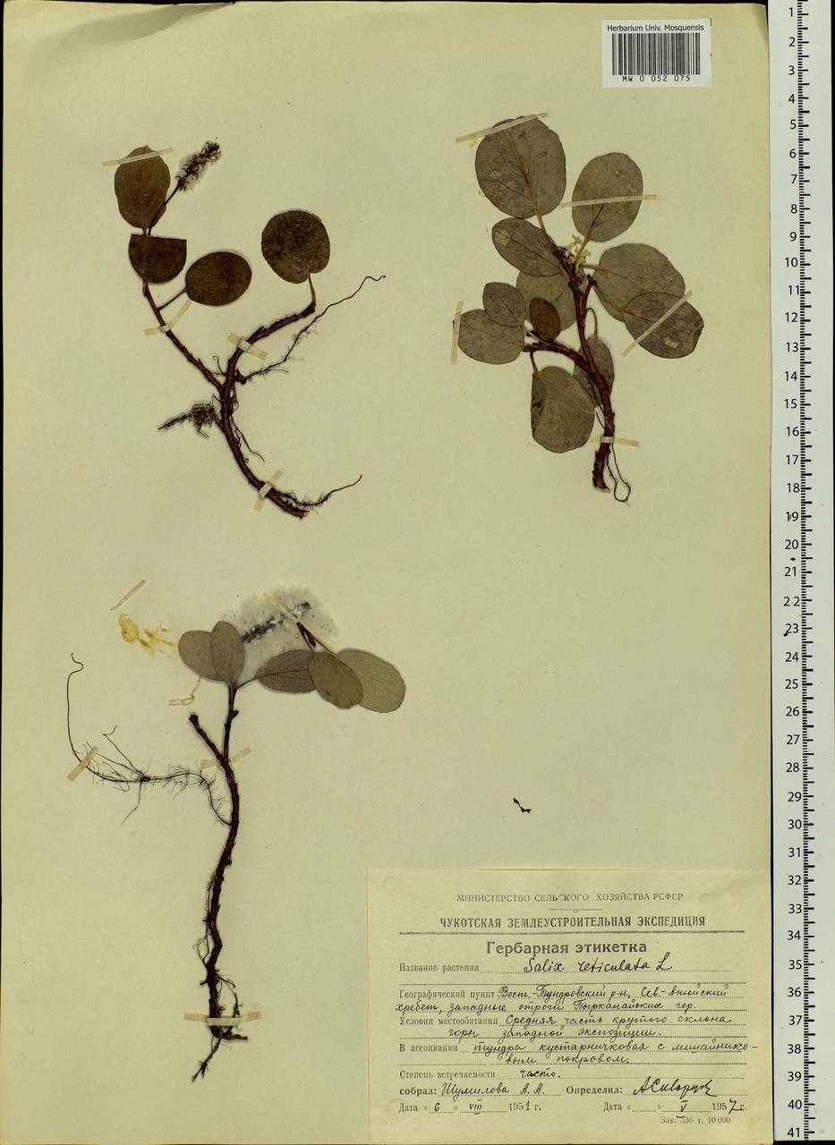 Salix reticulata L., Siberia, Chukotka & Kamchatka (S7) (Russia)