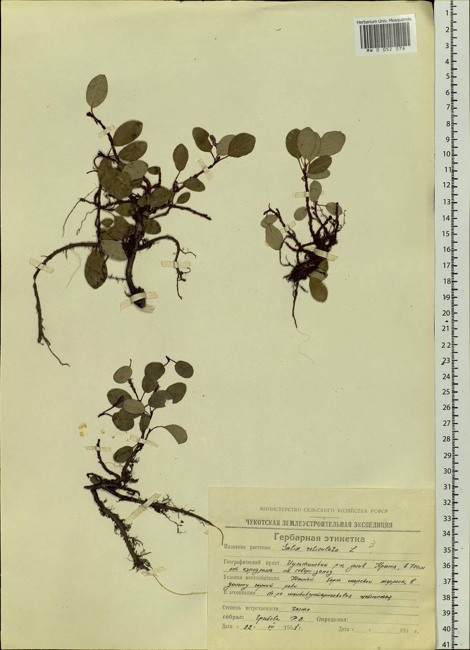Salix reticulata, Siberia, Chukotka & Kamchatka (S7) (Russia)