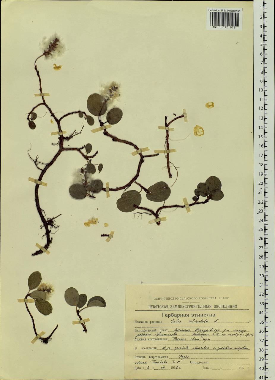 Salix reticulata, Siberia, Yakutia (S5) (Russia)