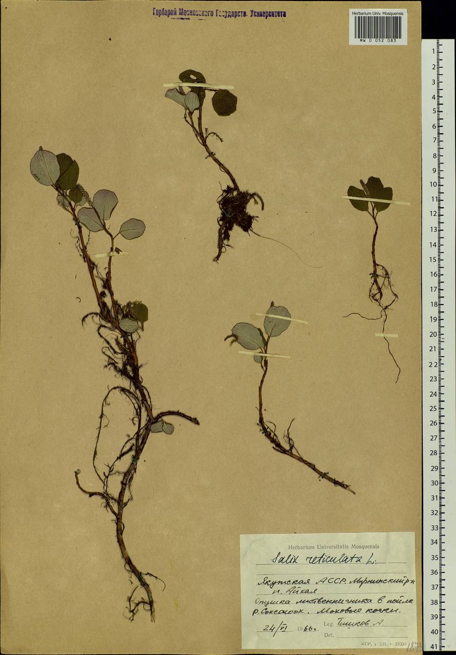Salix reticulata L., Siberia, Yakutia (S5) (Russia)
