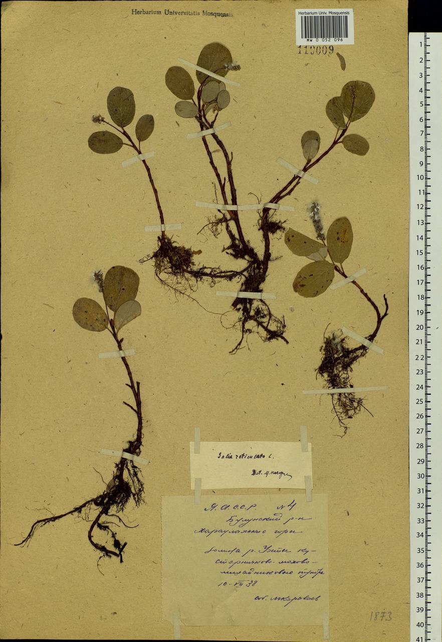 Salix reticulata, Siberia, Yakutia (S5) (Russia)