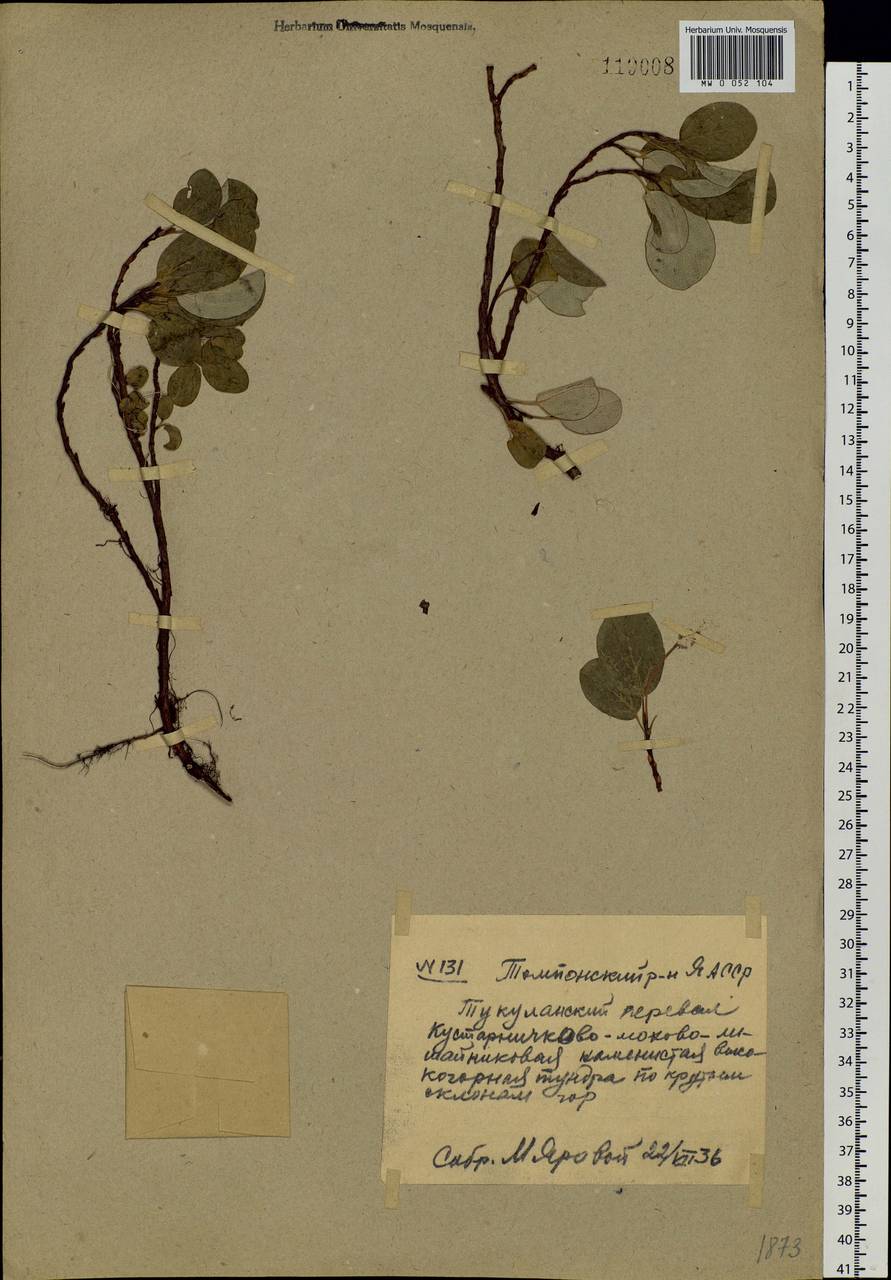 Salix reticulata L., Siberia, Yakutia (S5) (Russia)