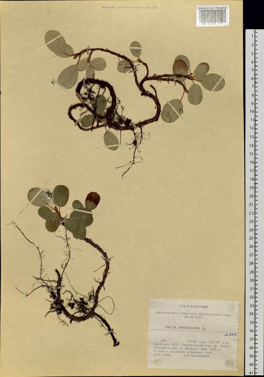 Salix reticulata L., Siberia, Baikal & Transbaikal region (S4) (Russia)