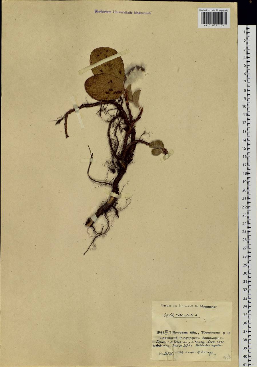 Salix reticulata L., Siberia, Baikal & Transbaikal region (S4) (Russia)