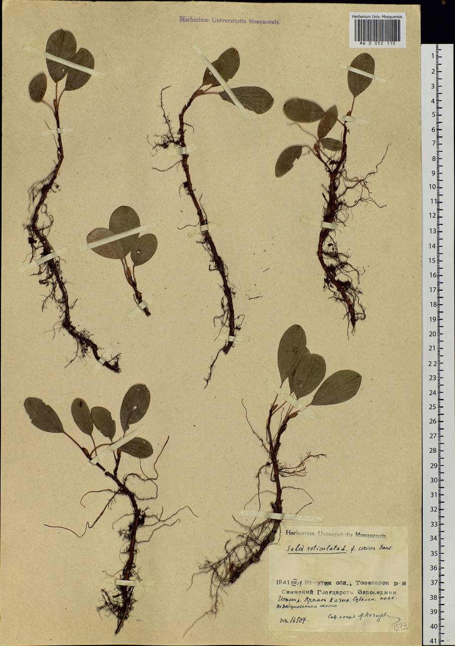 Salix reticulata L., Siberia, Baikal & Transbaikal region (S4) (Russia)