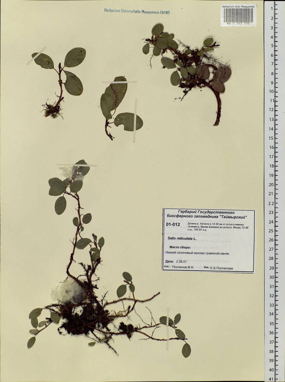 Salix reticulata L., Siberia, Central Siberia (S3) (Russia)