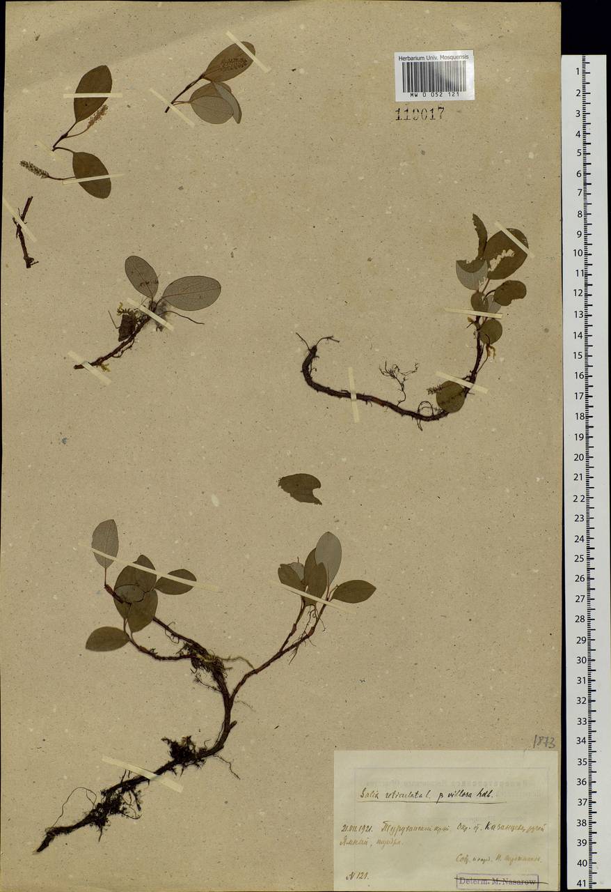 Salix reticulata, Siberia, Central Siberia (S3) (Russia)
