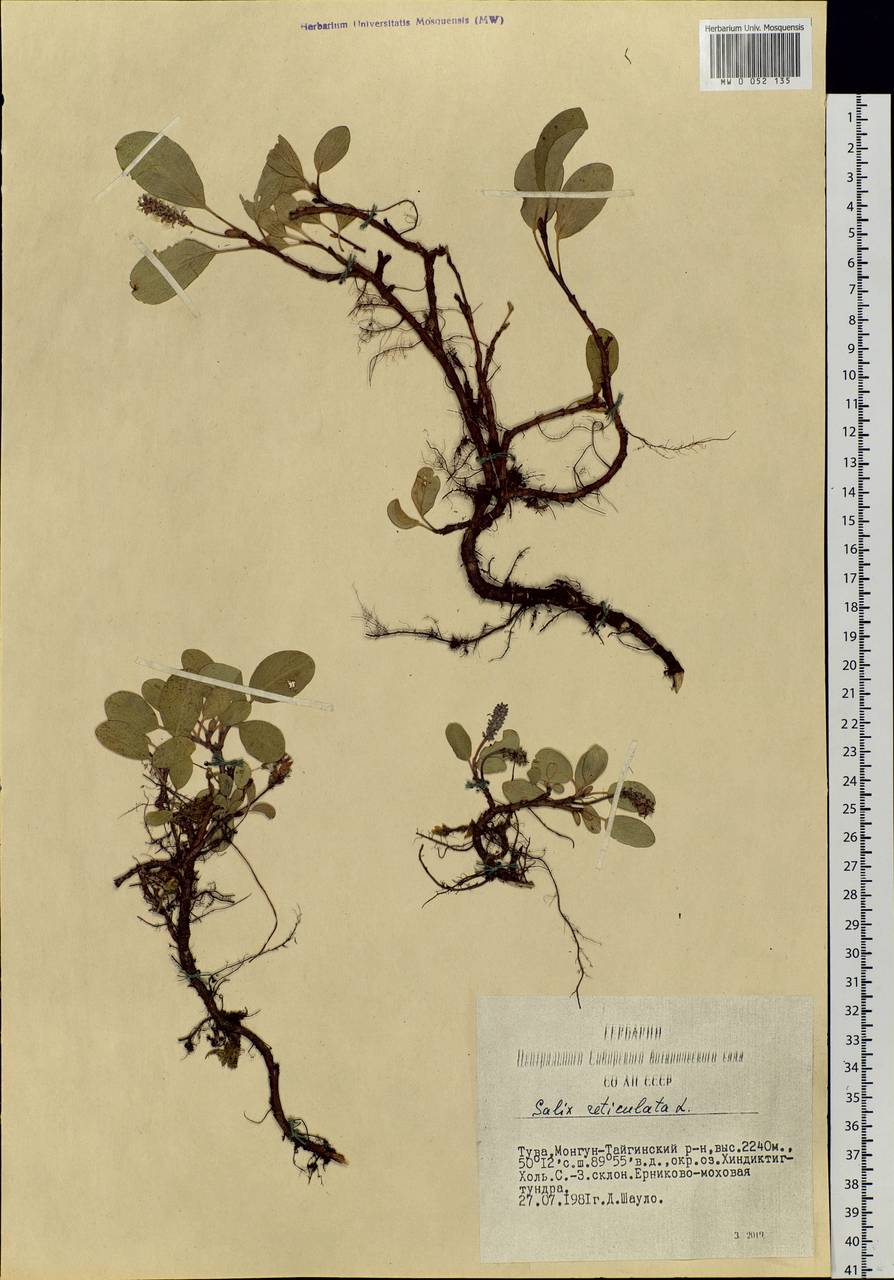 Salix reticulata, Siberia, Altai & Sayany Mountains (S2) (Russia)