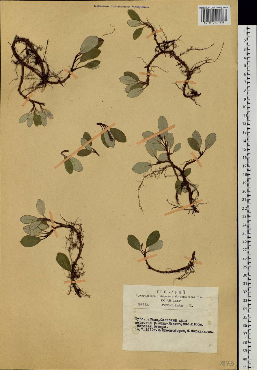 Salix reticulata, Siberia, Altai & Sayany Mountains (S2) (Russia)