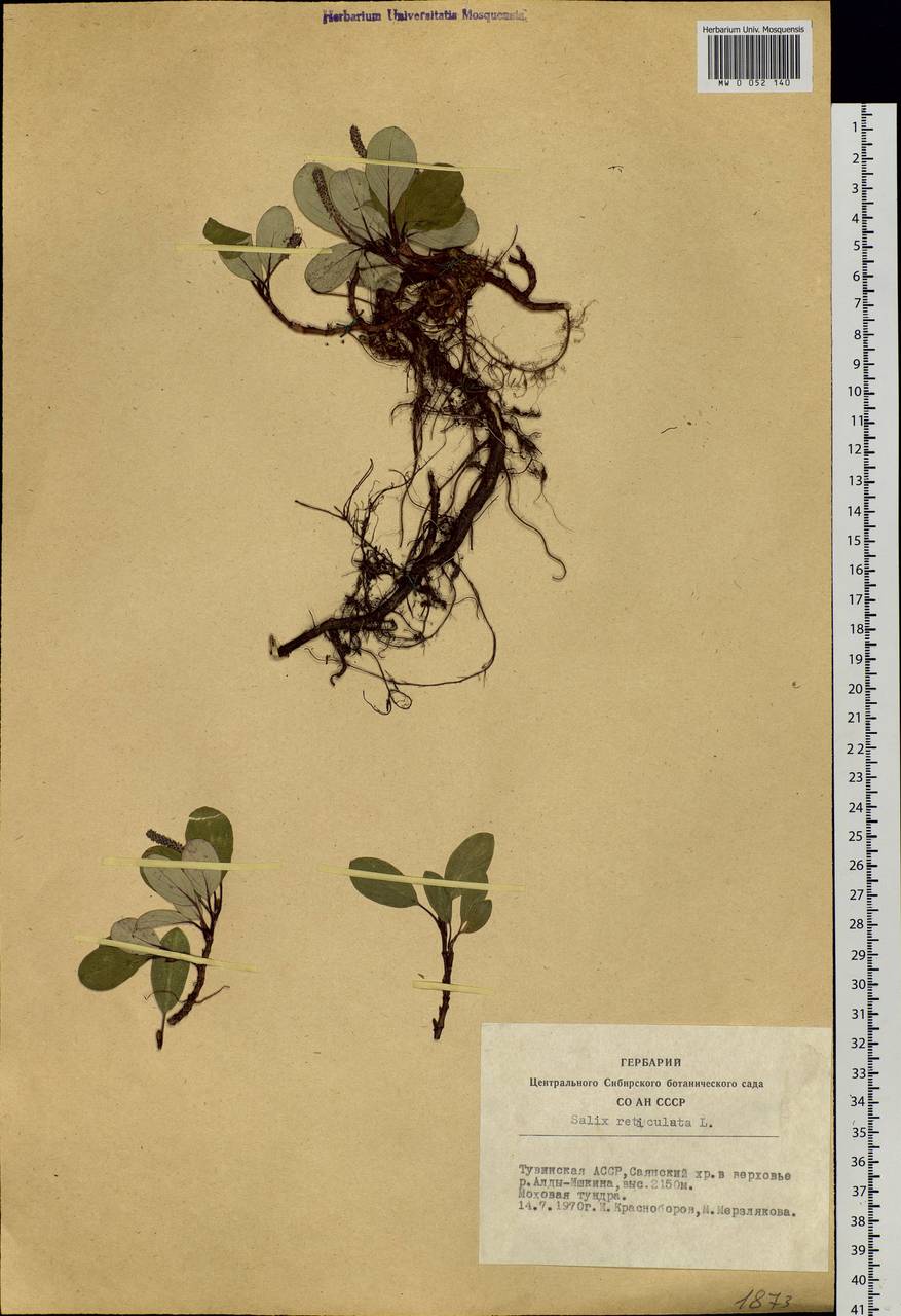 Salix reticulata, Siberia, Altai & Sayany Mountains (S2) (Russia)