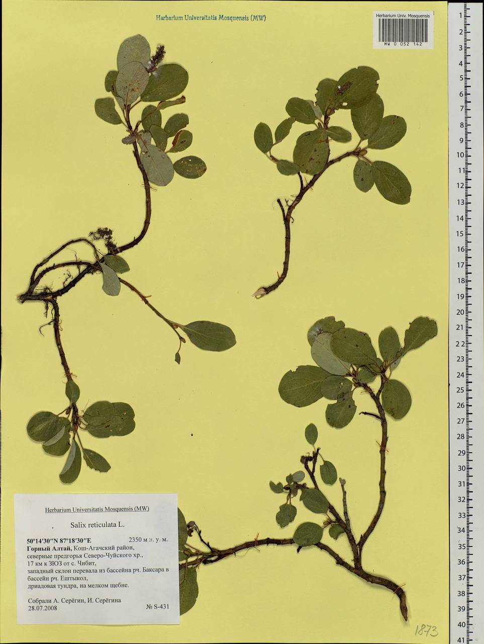 Salix reticulata, Siberia, Altai & Sayany Mountains (S2) (Russia)